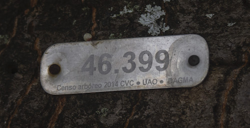 ecogreen-identificación-especies-arboreas-03