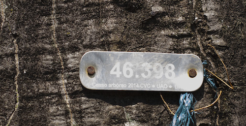 ecogreen-identificación-especies-arboreas-04