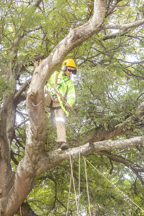 ecogreen-poda-tala-01